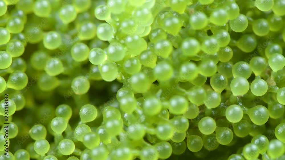 fresh Sea grapes fresh Sea grapes