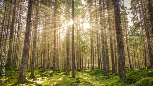 Cozy mossy green forest wit...