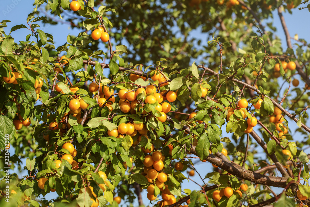 Ripe yellow mirabelle plum (Prunus domestica) fruits on tree, lit by afternoon sun.