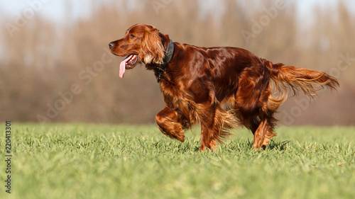 Irish Red Setter photo