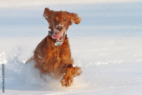 Irish Red Setter