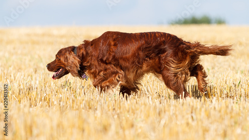Irish Red Setter