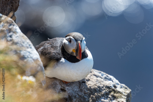 Lundy papageitaucher at Látrabjarg latrabjarg in iceland at a cliff photo