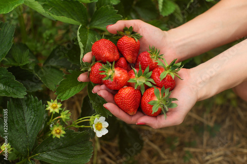 Woman hand holding handful of freshly picked strawberries, leaves and flowers in background. Self picking strawberry farm field.