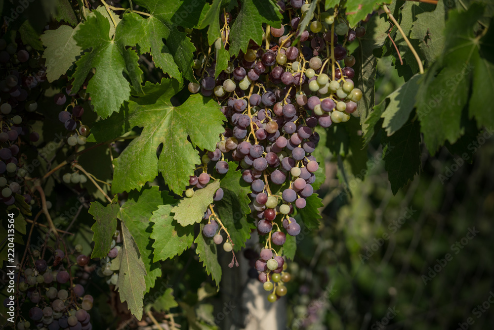 It's grape harvest time. Author's wine