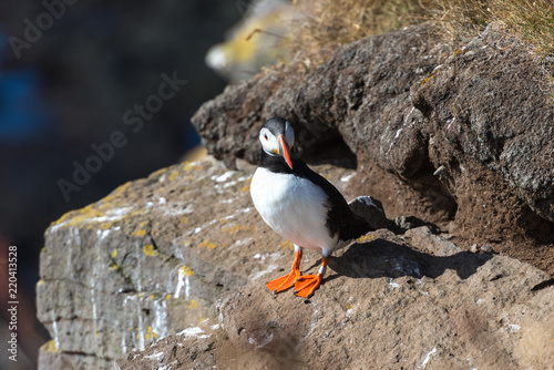 Lundy papageitaucher at L  trabjarg latrabjarg in iceland at a cliff