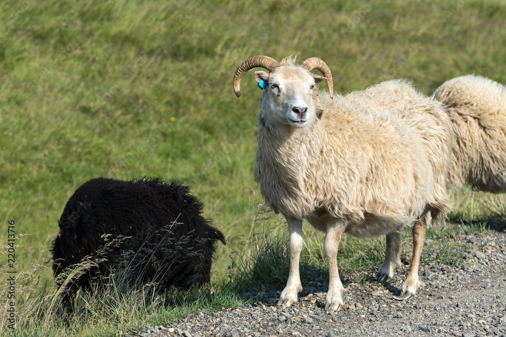 sheep beside the ring road, typical situation on iceland streets sheep beside the ring road, typical situation on iceland streets