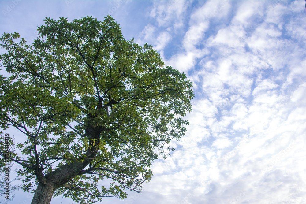 Fototapeta premium Blue sky green tree