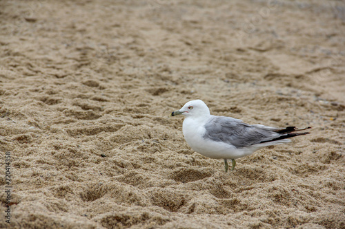 seagull on a sandy beach