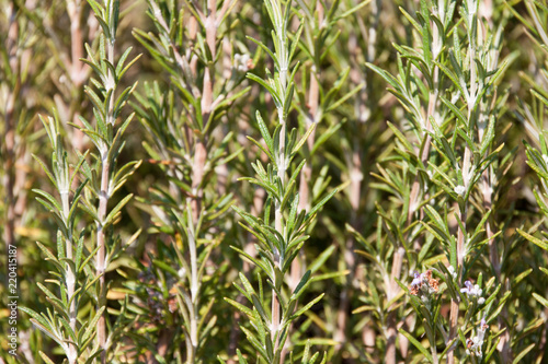 rosemary leafs backround