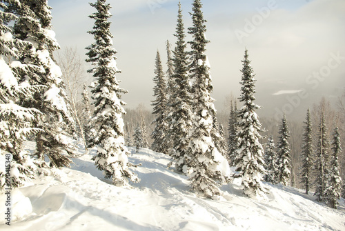 Winter forest in the mountains. Ski track in the snow in the forest.