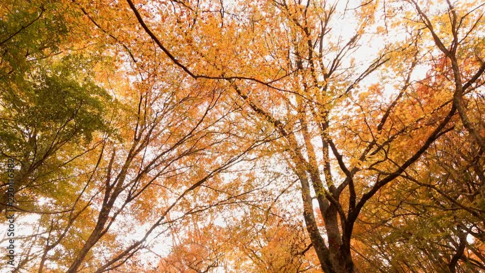 Foliage in Monti Cimini, Lazio, Italy. Autumn colors in a beechwood. Beechs with red leaves for background in 4k Foliage in Monti Cimini, Lazio, Italy. Autumn colors in a beechwood. Beechs with red leaves for background in 4k