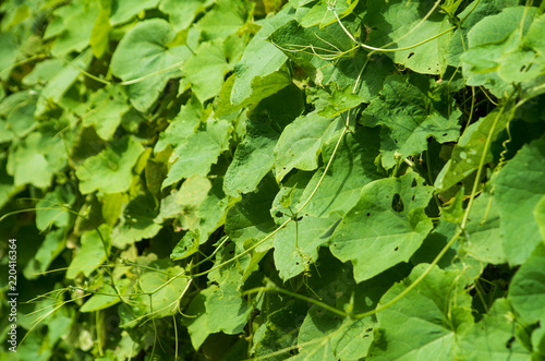  leaf green nature food  background
