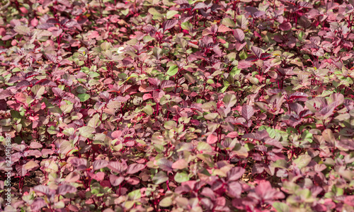 purple  green nature food  background