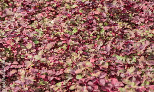 purple green nature food background