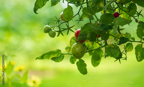 tomato green nature food  background