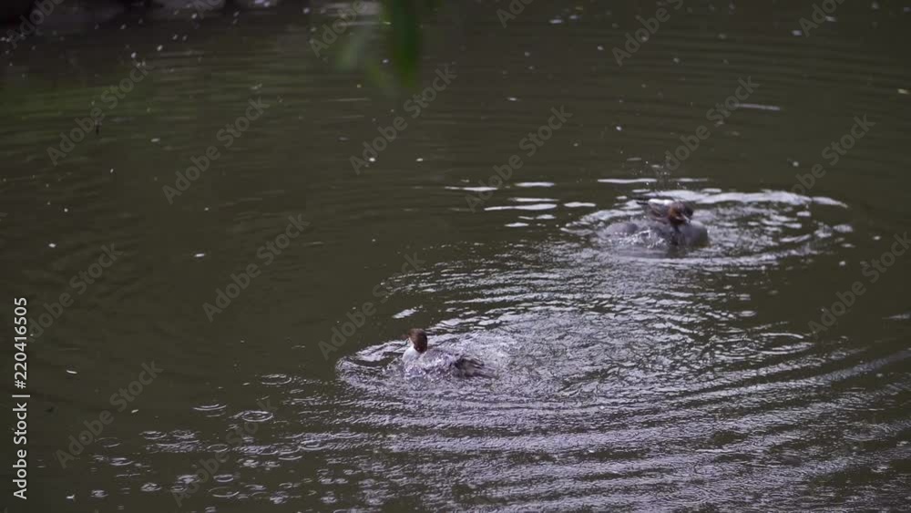 goosander mergus merganser cleaning in water in slow motion 100fps goosander mergus merganser cleaning in water in slow motion 100fps