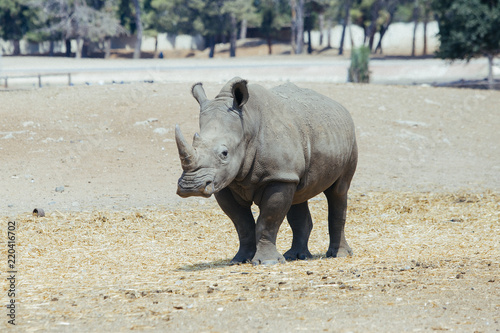 great rhino standing or walking alone