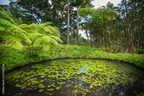 Quadro em tela Tropical Balata garden in Martinique