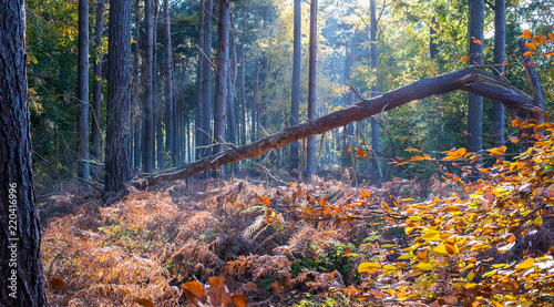 Tree fall