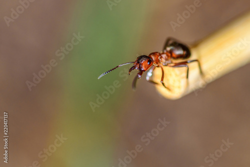 lone ant close-up © shymar27