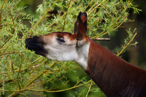 The okapi ( Okapia johnstoni), also known as the forest giraffe, congolese giraffe or zebra giraffe eating tree leaves.