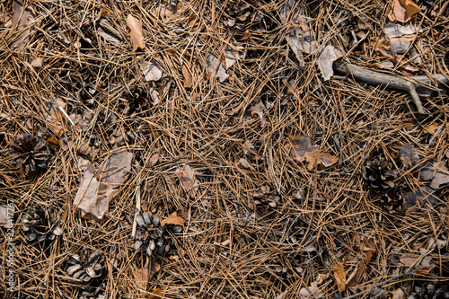 Textured background of the autumn forest floor