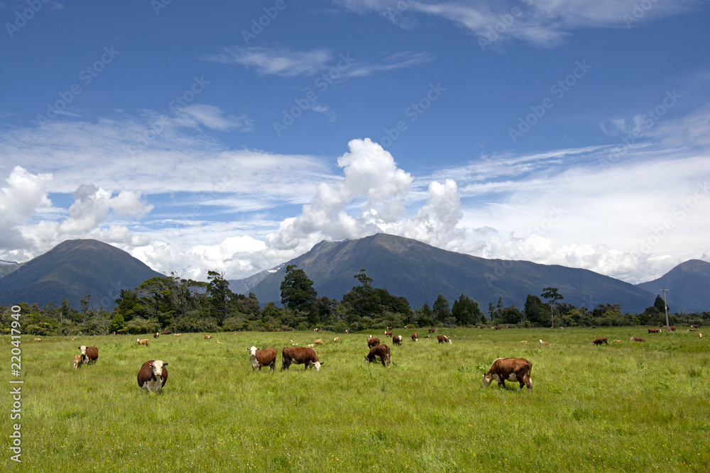 Cows in the fiels in front with mountains on the background