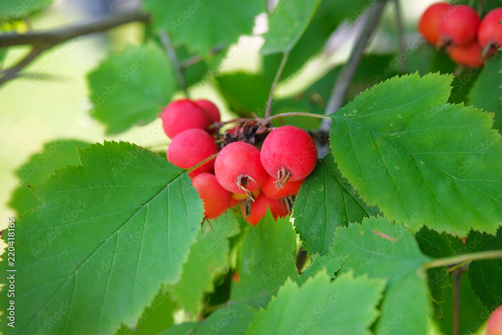 Obraz premium Sweet and juicy red paradise apples hanging on a tree in garden. Cultivation of organic fruits.