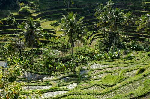 rice terrace tegalalang green in bali indonesia