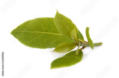 Fresh green leaves of bay leaf isolated on white background. Laurus isolated.