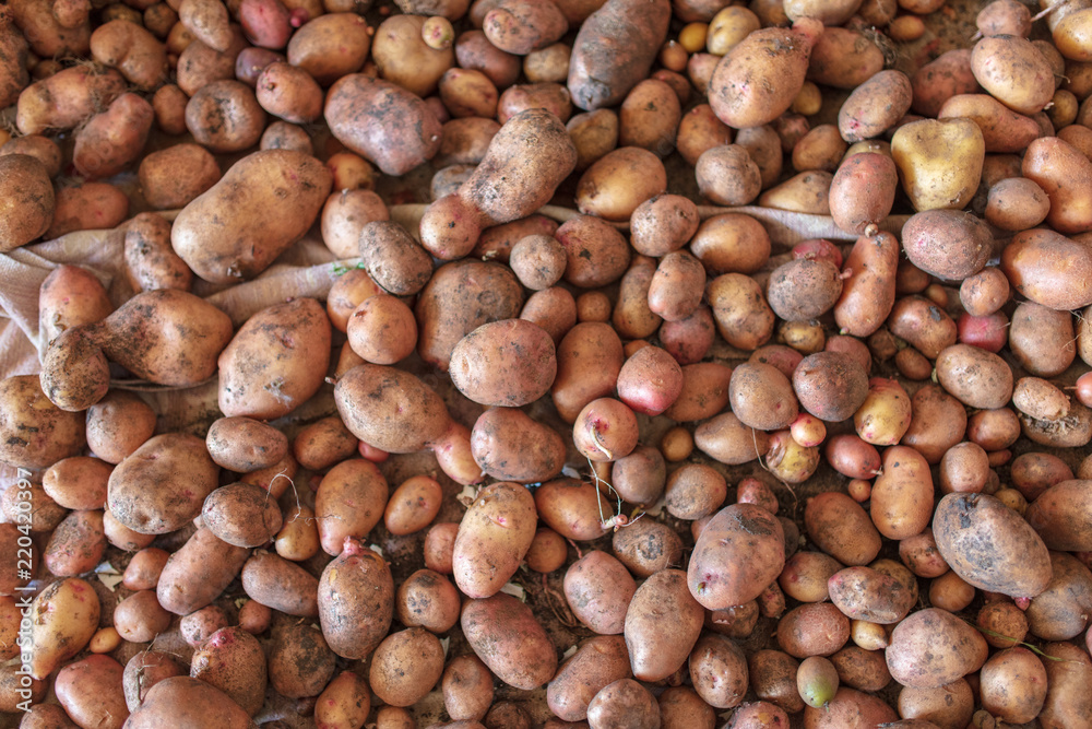 Potato harvest in the cellar as a background Potato harvest in the cellar as a background