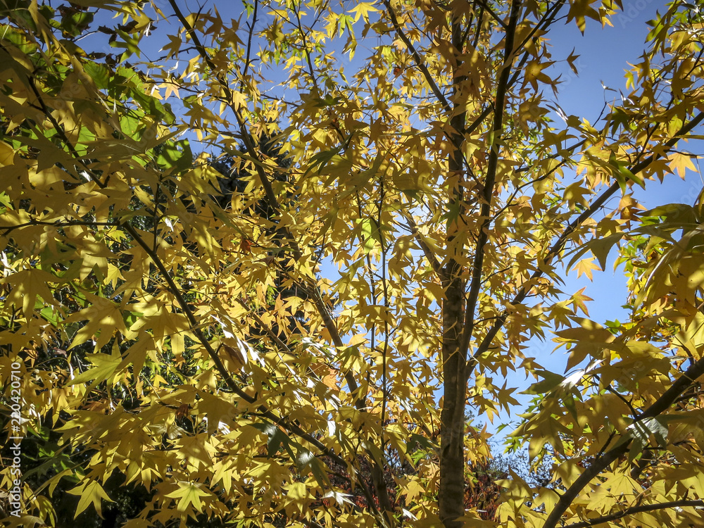 Autumn yellow and gold leaves Liquidambar styraciflua, Amber tree against the blue sky. Autumn yellow and gold leaves Liquidambar styraciflua, Amber tree against the blue sky.