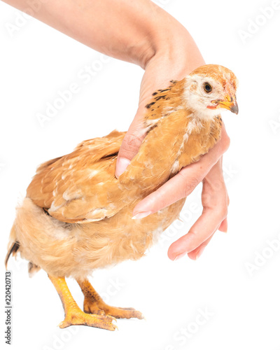 Chicken in hand on a white background