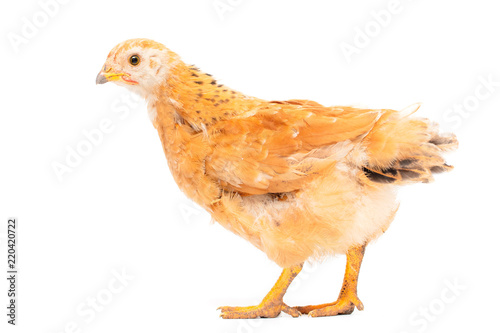 Portrait of an orange chick on a white background