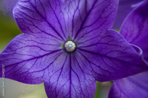 Purple balloon flowers blooming in North Carolina during summer. Close up macro with veining