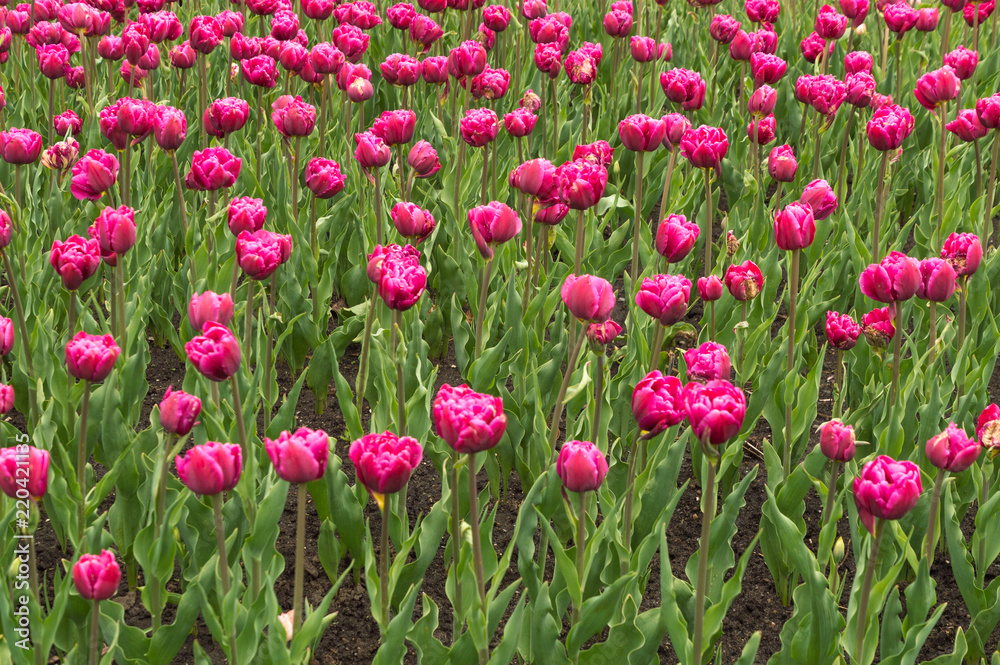Abundant colorful Tulip flowers in springtime in the rain background
