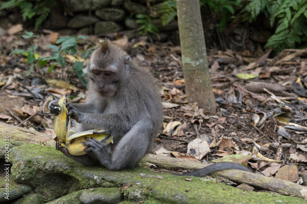 young monkey sitting on the ground while eating a banana in the monkey forest in ubud in bali indonesia