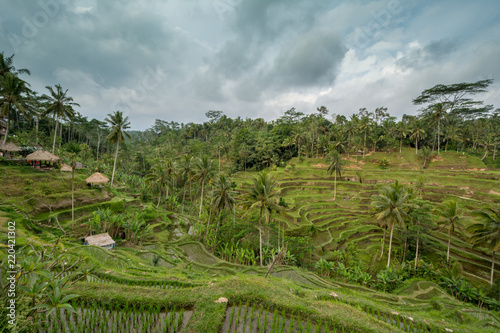 rice terrace in gunung kawi temple with a lot of palm trees