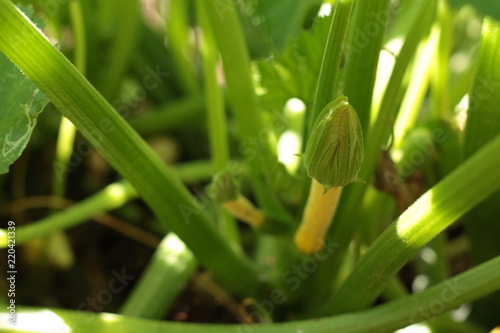 Female yellow zucchini bud sprouting on a plant during summer. Gardening for sustainable food