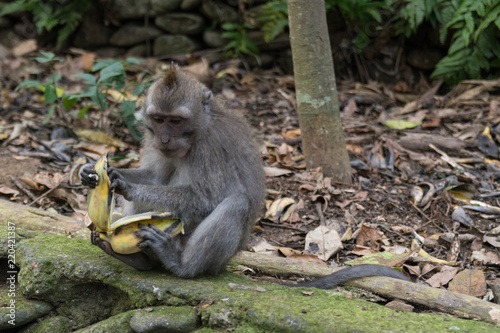 young monkey sitting on the ground while eating a banana in the monkey forest in ubud in bali indonesia