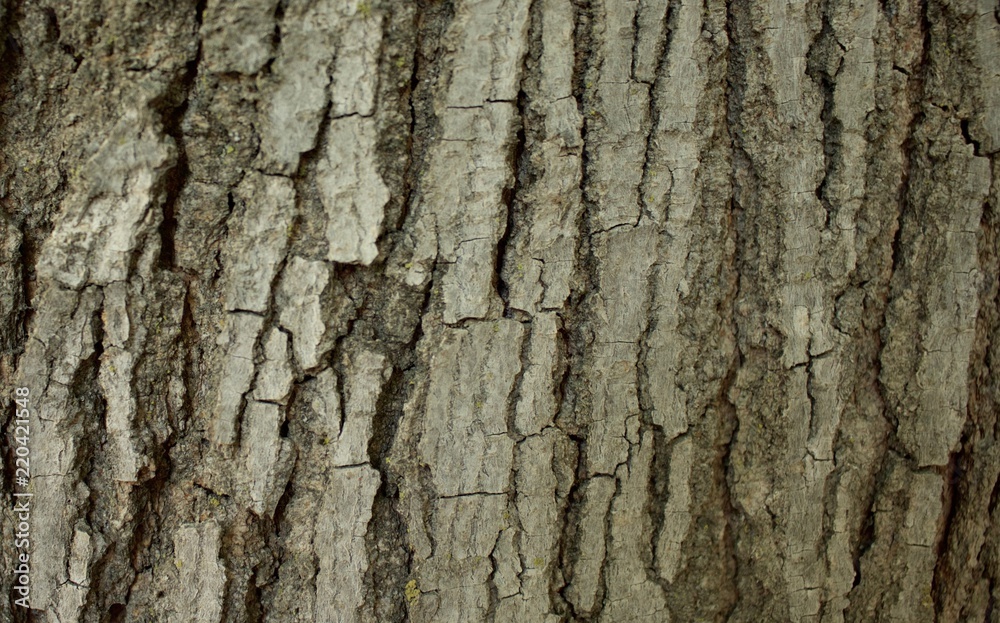 Tree bark natural background. Brown texture Tree bark natural background. Brown texture