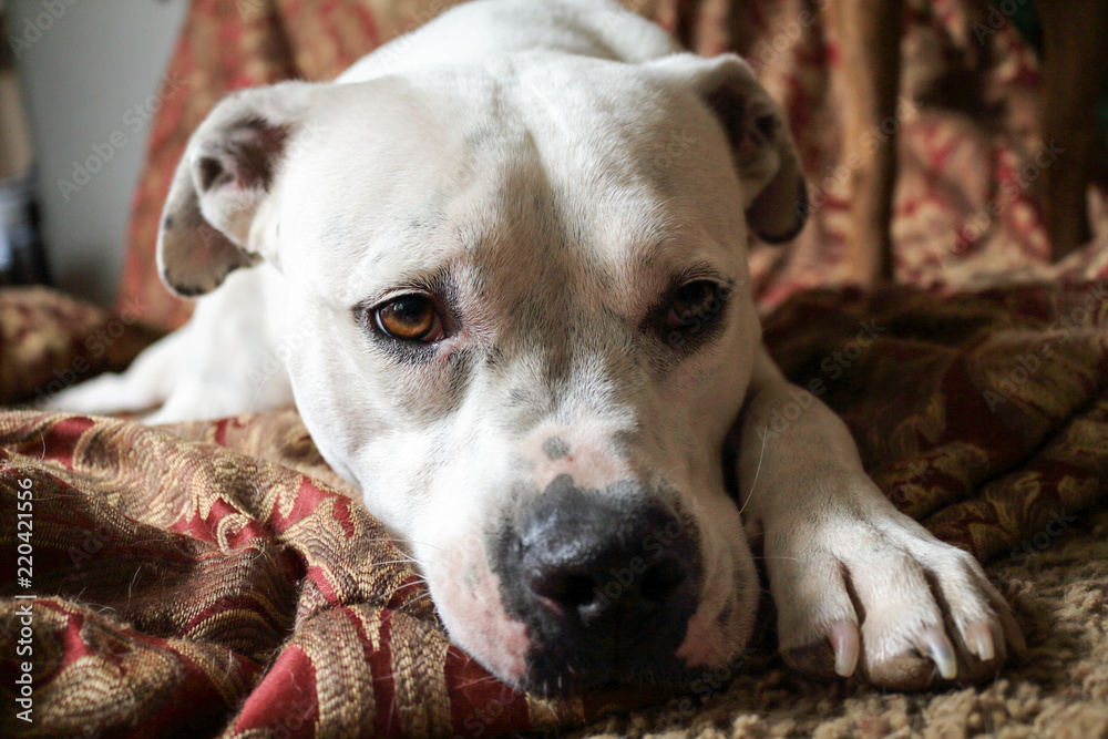 White dog relaxing laying down on red and gold blanket. White dog relaxing laying down on red and gold blanket.