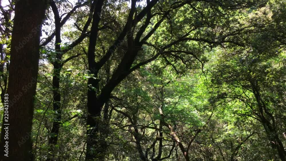 Pan thru an eerie forest with areas of light Pan thru an eerie forest with areas of light