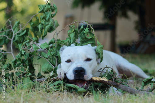 Valokuva White dog chewing on fallen tree branch outside.