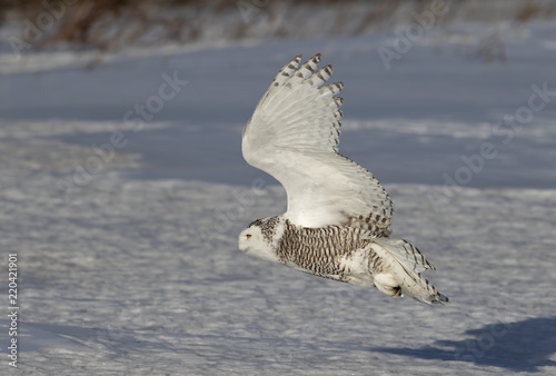 Snowy owl (Bubo scandiacus) flies low hunting over an open snowy field in Ottawa, Canada