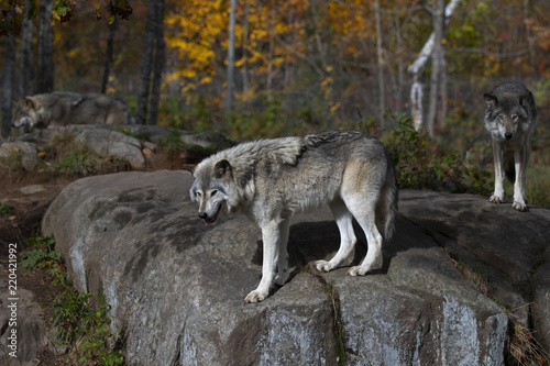 Timber wolves or Grey wolves  Canis lupus  standing on a rocky cliff on an autumn rainy day in Canada