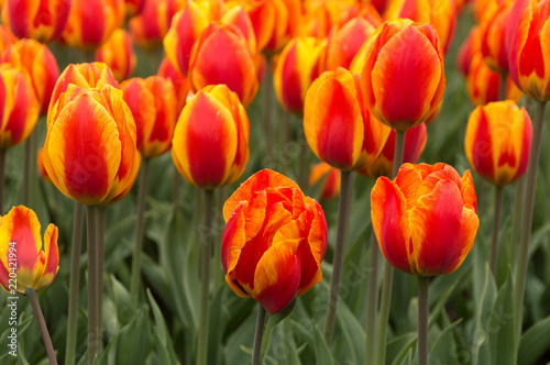 Abundant colorful Tulip flowers in springtime in the rain background © claire
