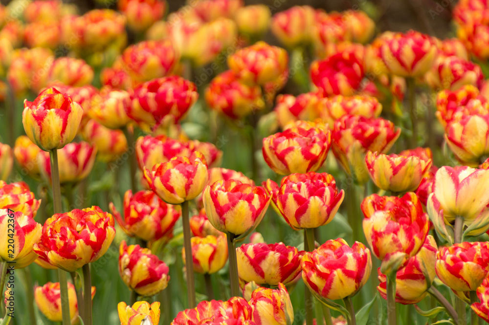 Abundant colorful Tulip flowers in springtime in the rain background Abundant colorful Tulip flowers in springtime in the rain background