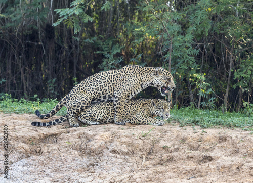Canvas Print Mating Jaguars